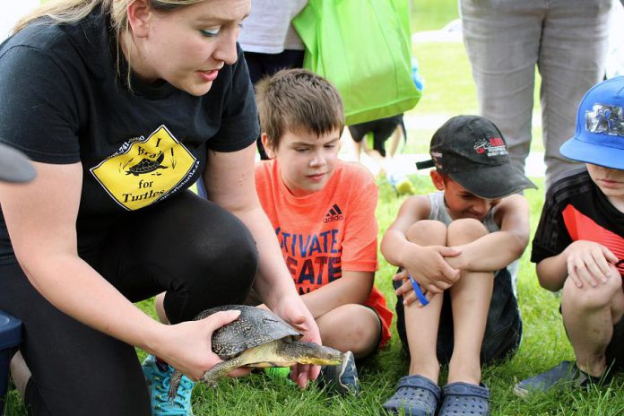 At the 2018 Peterborough Children's Water Festival, the Ontario Turtle Conservation Centre introduced young students to a few of their rehabilitated turtle friends. This Blanding’s Turtle was injured on a road and now only has one eye; this animal now acts as an ambassador with outreach programs to help us understand the importance of turtle conservation. (Photo: Karen Halley / GreenUP)