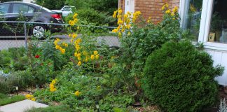 This certified Water Wise garden in Peterborough's East City features many common Water Wise elements including the use of ground cover, the lack of lawn, and drought-tolerant plants. In this week's column, GreenUP shares the the best tips on how you can create a low-maintenance and thriving garden this year. (Photo: Karen Halley)