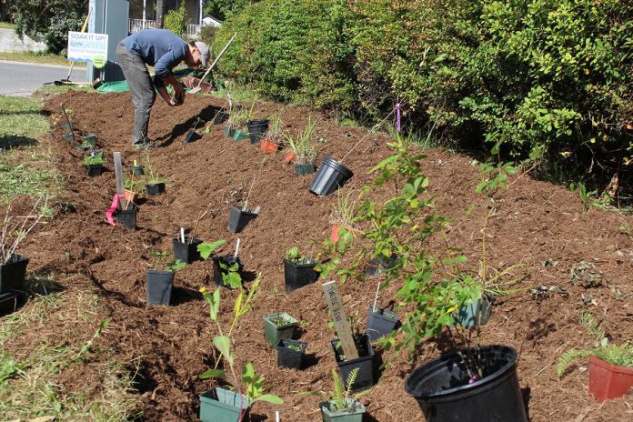 Many rain gardens incorporate a bowl-shape that allow water to collect in the garden and absorb into the soil. This distinct feature can be seen during the installation of this rain garden on Elias Avenue in Peterborough.  (Photo: Karen Halley)