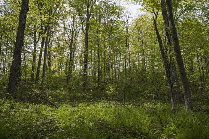 The 260-acre McKim-Garsonnin property is one of 17 properties totalling 4,101 acres protected by Kawartha Land Trust.  (Photo: Anica James)