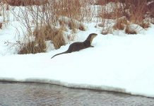 One of two playful river otters in Buckhorn from a video by The Highlands Cottages that was the top post on our Instagram for April 2019. Watch the video in our story to see the two otters having fun in the early spring snow. (Photo: The Highlands Cottages @thehighlandscottages / Instagram)
