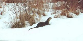 One of two playful river otters in Buckhorn from a video by The Highlands Cottages that was the top post on our Instagram for April 2019. Watch the video in our story to see the two otters having fun in the early spring snow. (Photo: The Highlands Cottages @thehighlandscottages / Instagram)