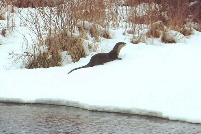 One of two playful river otters in Buckhorn from a video by The Highlands Cottages that was the top post on our Instagram for April 2019. Watch the video in our story to see the two otters having fun in the early spring snow. (Photo: The Highlands Cottages @thehighlandscottages / Instagram)