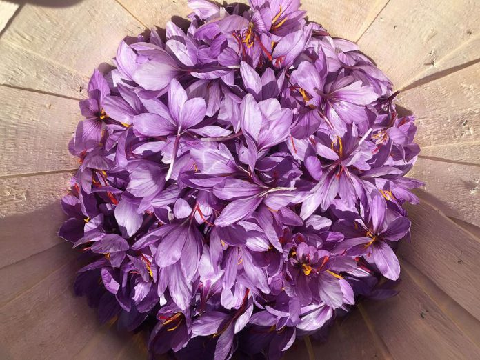 Saffron is made from the pistils of a special variety of crocus. (Photo: True Saffron)