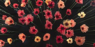 Amanda McCavour's installation 'Memento' features a hanging array of poppies created by machine sewing onto fabric that dissolves in water. The exhibit is on display at Tte Arts and Heritage Centre of Warkworth this July. (Photo courtesy of the artist)