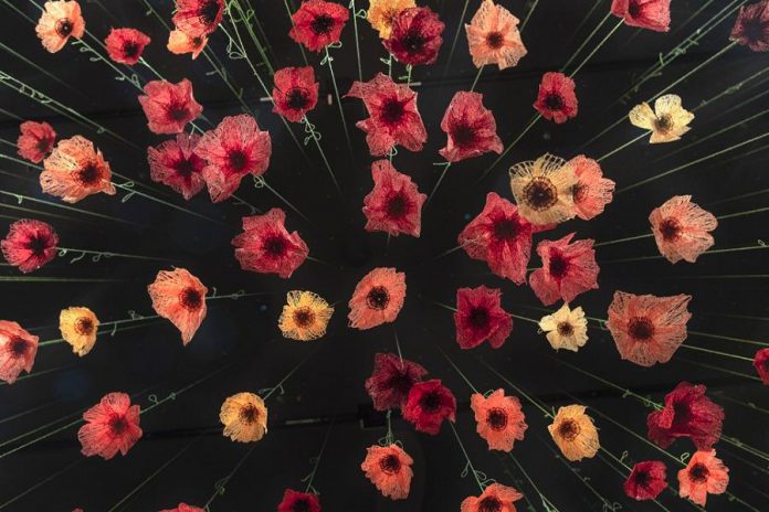 Amanda McCavour's installation 'Memento' features a hanging array of poppies created by machine sewing onto fabric that dissolves in water. The exhibit is on display at Tte Arts and Heritage Centre of Warkworth this July. (Photo courtesy of the artist)