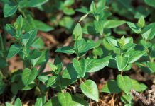 Periwinkle is frequently found at garden centres and sold as ornamental ground cover, but this non-native plant is extremely invasive in Ontario. Native plant alternatives include wild ginger, wild strawberry, or mayapple. (Photo: James Miller)