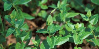 Periwinkle is frequently found at garden centres and sold as ornamental ground cover, but this non-native plant is extremely invasive in Ontario. Native plant alternatives include wild ginger, wild strawberry, or mayapple. (Photo: James Miller)