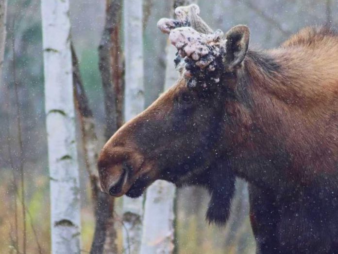 Hershe was originally thought to be female but turned out to be male; hence his name. To prevent the hormone fluctuations of a normal wild moose, Hershe was neutered prior to reaching maturity for his own well-being in captivity. As a result, his antlers never fully developed.  (Photo: Haliburton Forest and Wild Life Reserve Ltd.)