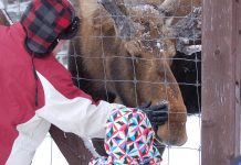 Hershe the Moose has passed away after months of ill health. The eight-year-old bull moose had lived in a four-acre enclosure at Haliburton Forest and Wild Life Reserve since he was an orphaned calf. The friendly moose was a favourite among visitors to the wildlife reserve. (Photo: Haliburton Forest and Wild Life Reserve Ltd.)