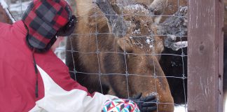 Hershe the Moose has passed away after months of ill health. The eight-year-old bull moose had lived in a four-acre enclosure at Haliburton Forest and Wild Life Reserve since he was an orphaned calf. The friendly moose was a favourite among visitors to the wildlife reserve. (Photo: Haliburton Forest and Wild Life Reserve Ltd.)