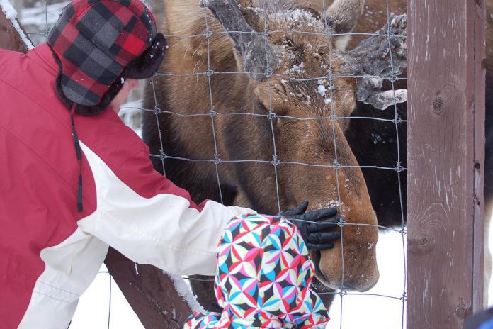 Hershe the Moose has passed away after months of ill health. The eight-year-old bull moose had lived in a four-acre enclosure at Haliburton Forest and Wild Life Reserve since he was an orphaned calf. The friendly moose was a favourite among visitors to the wildlife reserve. (Photo: Haliburton Forest and Wild Life Reserve Ltd.)