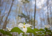 This photo by Robert A. Metcalfe was one of 10 trillium photos by Kawarthas photographers that were featured in our top post on our Instagram for May 2019. (Photo: Robert A. Metcalfe @robert.a.metcalfe / Instagram)