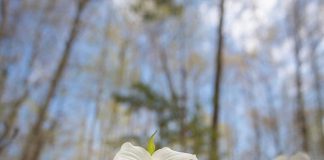 This photo by Robert A. Metcalfe was one of 10 trillium photos by Kawarthas photographers that were featured in our top post on our Instagram for May 2019. (Photo: Robert A. Metcalfe @robert.a.metcalfe / Instagram)