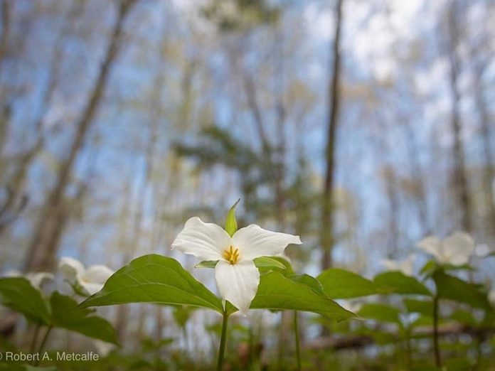 This photo by Robert A. Metcalfe was one of 10 trillium photos by Kawarthas photographers that were featured in our top post on our Instagram for May 2019. (Photo: Robert A. Metcalfe @robert.a.metcalfe / Instagram)