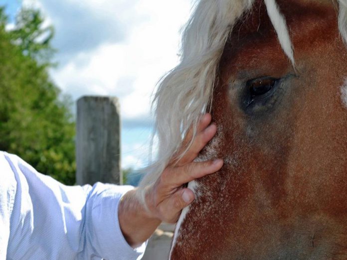 "Building Internal Resilience Through Horses" is a program led by Kawartha Sexual Assault Centre in partnership with Trent University and The Mane Intent in Indian River. Open to teenage women who have witnessed or experienced family conflict, dating violence, or other forms of abuse, the program is designed to promote healthy self-esteem, emotional awareness, coping skills. and personal resilience. Research results from the program were shared at the inaugural Inviting Resilience conference, which took place at Trent University on May 21 and 22, 2019. (Photo: The Mane Intent)