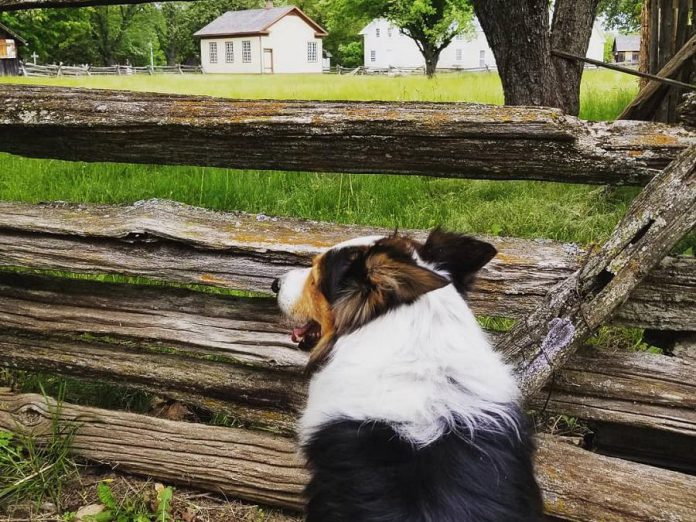 Mirk the border collie waits for the sheep to arrive at Lang Pioneer Village in Keene. A sheep herding demonstration is just one of the many events during the Father's Day Smoke & Steam Show on June 16, 2019. (Photo courtesy of Lang Pioneer Village Museum / Facebook)