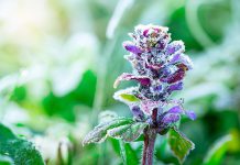 Purple flower in a spring frost