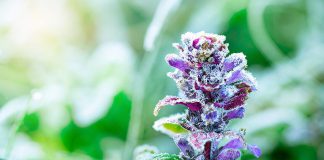 Purple flower in a spring frost