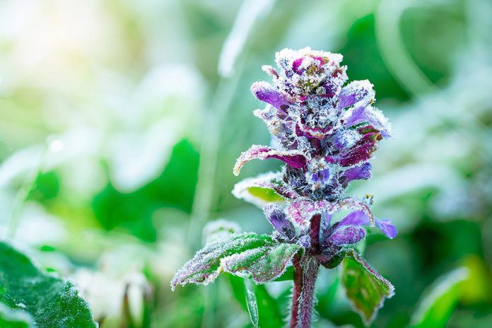 Purple flower in a spring frost