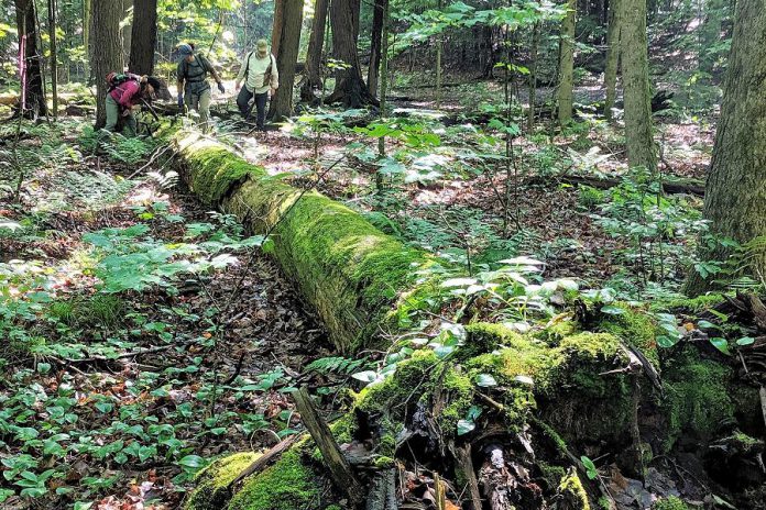 Staff with the Ancient Forest Exploration and Research (AFER) group examine a dead tree, a feature of an old-growth forest, in Mark S. Burnham park just east of the City of Peterborough. AFER estimates there are 26,000 hectares of potential old-growth forest stands in the northern part of Peterborough County alone, and they are working to locate them. (Photo courtesy of AFER)