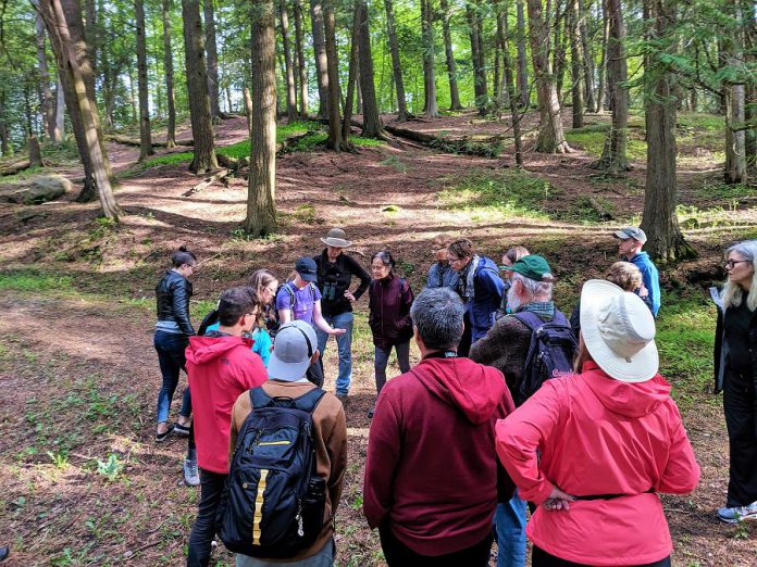 As well as bi-weekly tree identification walks in Jackson Park in the City of Peterborough, AFER is hosting a series of ancient forest walks with Kawartha Land Trust in Peterborough County this summer. (Photo courtesy of AFER)