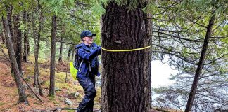 Carling Dewar, forest ecologist and outreach coordinator with the Ancient Forest Exploration and Research (AFER) group, measures a tree at Kawartha Land Trust's Jeffrey Cowan Forest Preserve in North Kawartha in Peterborough County. AFER has launched a citizen science project to identify undocumented old-growth forest stands in Peterborough County, to determine how best to conserve these rare and vital ecosystems for society's benefit. (Photo courtesy of AFER)