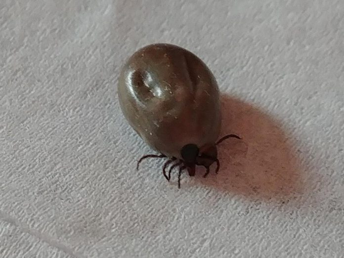 This tick was found on the trail through Jackson's Park in Peterborough on May 15, 2019. A user uploaded the photo to the Etick website at www.etick.ca where it was identified as a blacklegged tick. (Photo via eTick)