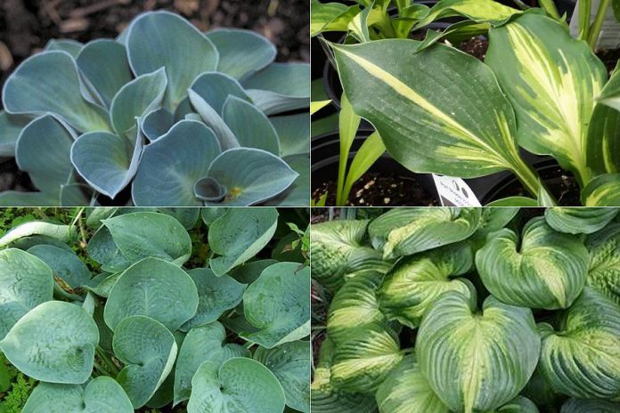Popular smaller varieties of hosta (clockwise from top left): Blue Mouse Ears Hosta, Lakeside Paisley Print Hosta (hosta of the year), Abiqua Drinking Gourd Hosta, and the Cathedral Windows Hosta. (Photos: Garden Plus)