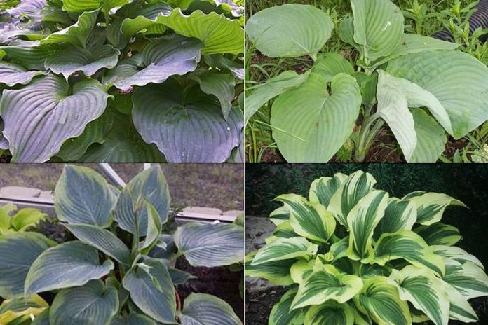 Giant hosta varieties (clockwise from top left): Komodo Dragon, Empress Wu, Wu-La-La, and (for great curb appeal) Montana Aureomsarginata. (Photos: Garden Plus)