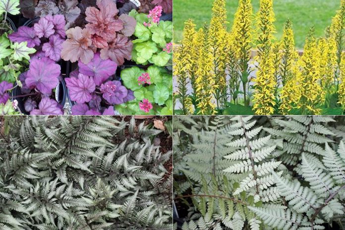 Fill out your garden with all-season foliage (clockwise from top left): Coral bells, Ligularia "Little Rocket", Godzilla Fern, and Ghost Fern. (Photos: Garden Plus)