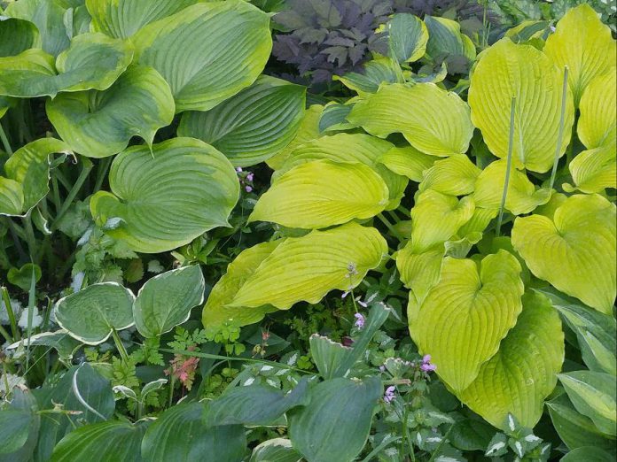 You can still add to your perennial garden in July, especially in part shade: the ideal location for the easy-to-grow perennial hosta. As well as the common green and green-and-white hosta, Gardens Plus has many new varieties with different textures, colours, and leaf shapes and sizes to enhance your garden. (Photo: Garden Plus)