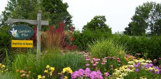 Gardens Plus owner Dawn Golloher is the local queen of easy-care perennials including daylilies and hosta. The garden and greenhouse at Gardens Plus is a great place to visit and get inspired for your own garden expansion. July is a perfect time for a tour, with over 900 daylilies and 600 hosta on display, and more than 200 varieties of hosta for sale. (Photo: Gardens Plus)