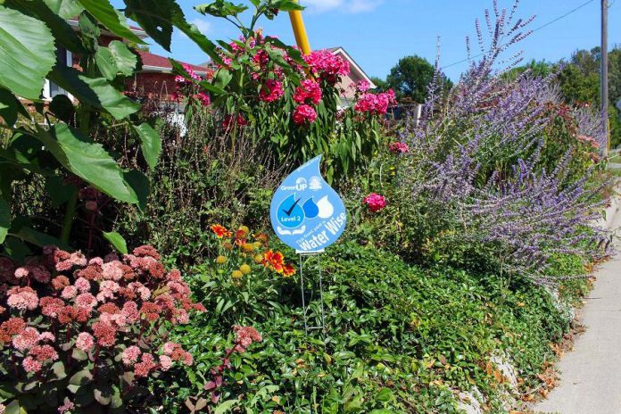 While beautiful drought-tolerant gardens are preferred if your desire is to conserve the maximum amount of water, lawns can actually thrive without copious pesticides, fertilizer, water, and time ... simply by following a few key Water Wise tips.  (Photo: GreenUP)