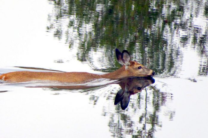 The property at 3133 Peterborough County Road 36 offers incredible wildlife sightings. This deer was spotted swimming in the river. (Photo: Devin MacDonald)