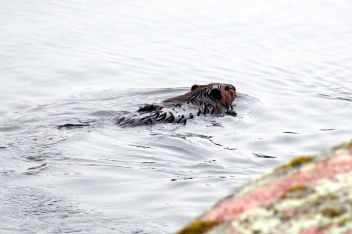 Hardworking beavers are a regular sight in the river. (Photo: Devin MacDonald)