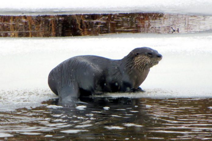 The property is a year-round photographer's delight. Otters at play are frequently spotted in the sparkling clear water. (Photo: Devin MacDonald)