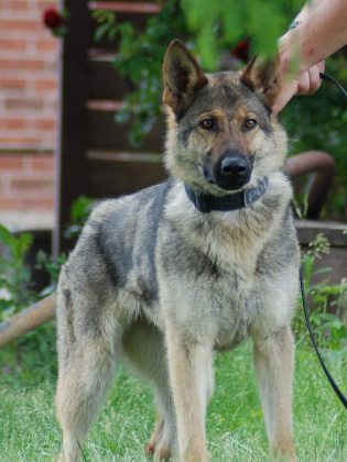 Kawartha Lakes Police Service K9 unit police service dog Xena went on active duty in 2016. (Photo: Keith Watson / Twitter)