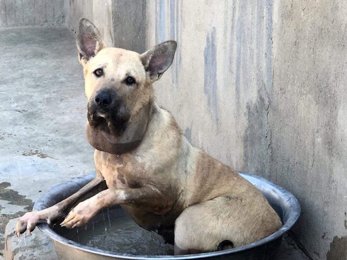 Layaly in an Egypt animal rescue shelter where she had been recuperating from her physical and psychological health issues for seven months. She was brought to Canada on July 15, 2019 to receive additional medical treatment and escaped from her foster home near Cavan three days later. (Photo: Facebook)