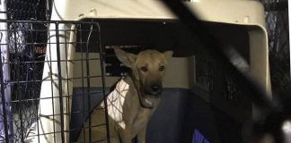 Egyptian rescue dog Layaly was successfully trapped on July 27, 2019 after more than a week after escaping from her foster home near Cavan. Layaly was brought to Canada to receive additional medical treatment for her throat and lymph nodes, which were damaged by a string that had been tied around her neck so long it caused her neck to swell greatly. (Photo: Anette Targowski / Facebook)