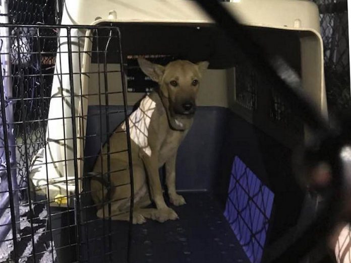 Egyptian rescue dog Layaly was successfully trapped on July 27, 2019 after more than a week after escaping from her foster home near Cavan. Layaly was brought to Canada to receive additional medical treatment for her throat and lymph nodes, which were damaged by a string that had been tied around her neck so long it caused her neck to swell greatly. (Photo: Anette Targowski / Facebook)