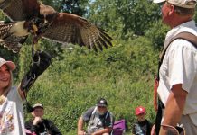 "Birds of Prey", a two-hour demonstration by master falconer Matt Lieberknecht, takes place at Gamiing Nature Centre on Pigeon Lake on August 10, 2019. Lieberknecht will bring various owls, falcons, kestrels, and other raptors for an interactive show for the whole family, engaging both young and old with his fascinating stories about each bird. (Supplied photo)