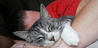 'Remembering Romeo', a pet photo fundraiser on July 14, 2019 to benefit the Peterborough Humane Society's Snoopy fund, is named for organizer Tracey Ormond's cat Romeo, who passed away in June. When Ormond realized she didn't have very many photos with Romeo, she was inspired to team up with local photographer Heather Doughty to create the fundraiser. (Photo: Tracey Ormond / Facebook)