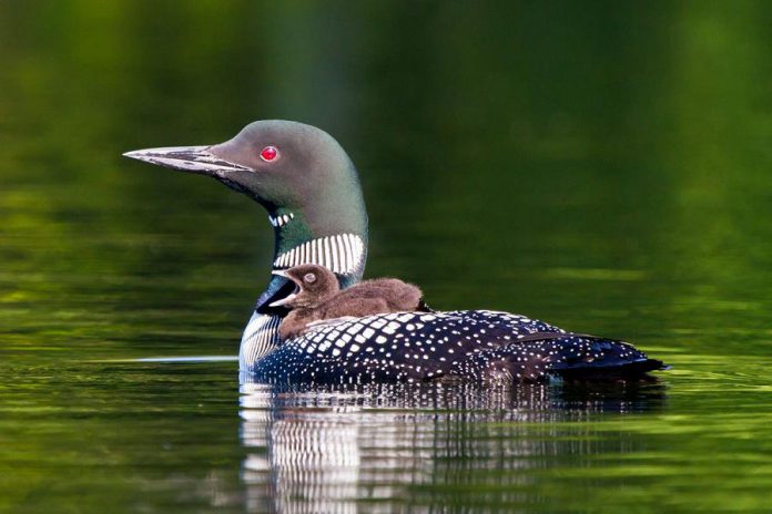 Apsley-area photographer Shane Climie, one of the artists participating in the 2019 Apsley Autumn Studio Tour, specializes in photographing nature, wildlife, and rugged landscapes, especially in and around Southern Ontario. (Photo courtesy of Apsley Autumn Studio Tour)