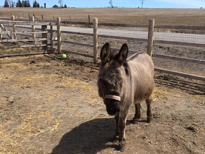 PrimRose Donkey Sanctuary celebrated the 45th birthday of PrimRose the donkey on August 24, 2019. (Photo courtesy of PrimRose Donkey Sanctuary)