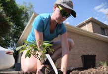 Peterborough GreenUP's Sustainable Urban Neighbourhoods (SUN) program planted more than 2,400 native species of plants in 2018 and 2019. Many of these species have a low-water need and help to alleviate stress on Peterborough's water system during the peak seasons. (Photo: GreenUP)