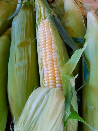 Dorisdale Farm in Kenne will provide fresh corn on the cob at the Keene Summer Barbeque. (Photo: Dorisdale Farm / Facebook)