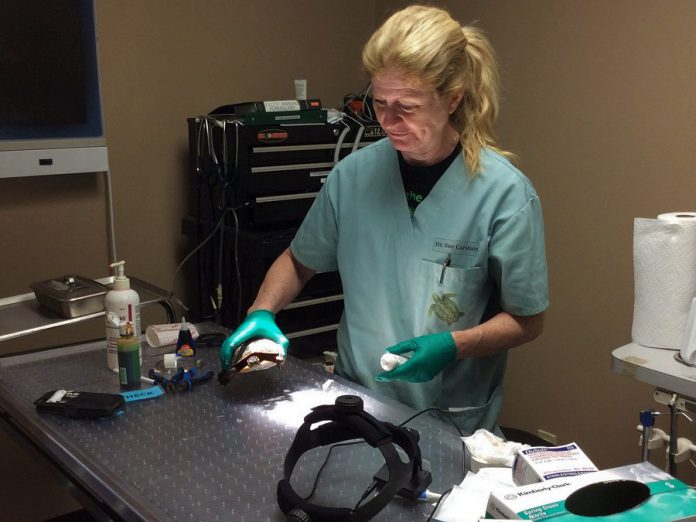 Ontario Turtle Conservation Centre executive and medical director Dr. Sue Carstairs performs surgery on one of the many hundreds of injured turtles admitted to the centre in 2019. (Photo: Ontario Turtle Conservation Centre)