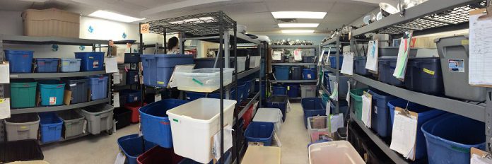 A 1,000-square-foot intensive care unit room at the Ontario Turtle Conservation Centre in Peterborough made possible in 2018 thanks to a bequest by Gail Grace Christie. In 2018, the centre admitted a total of 945 turtles. So far in 2019, only halfway through turtle season, the centre has already admitted more than 1,100 turtles.  (Photo: Ontario Turtle Conservation Centre)