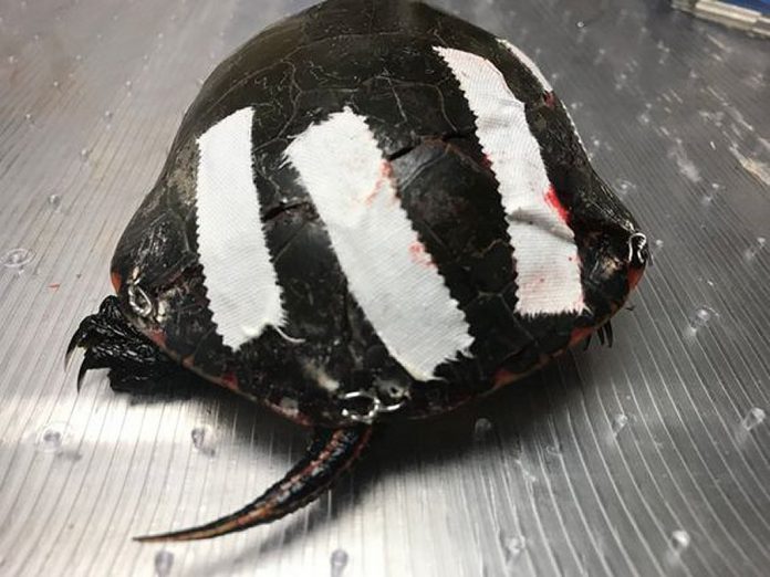 The shell of a painted turtle, which suffered a typical wound from being hit by a car, is repaired with surgical wiring covered by tape. The wires will be left in for eight to 12 weeks, after which the Ontario Turtle Conservation Centre will release the turtle back into his wetland. Because of their slow growth and low  egg and hatchling survival rate, turtle populations cannot tolerate the premature loss of adults. (Photo: Ontario Turtle Conservation Centre)
